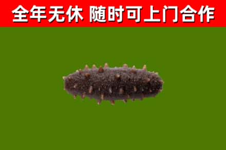 吉安烟酒回收干海参.jpg